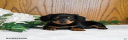 Miniature Dachshund dogs for sale: Larson - Ad 2