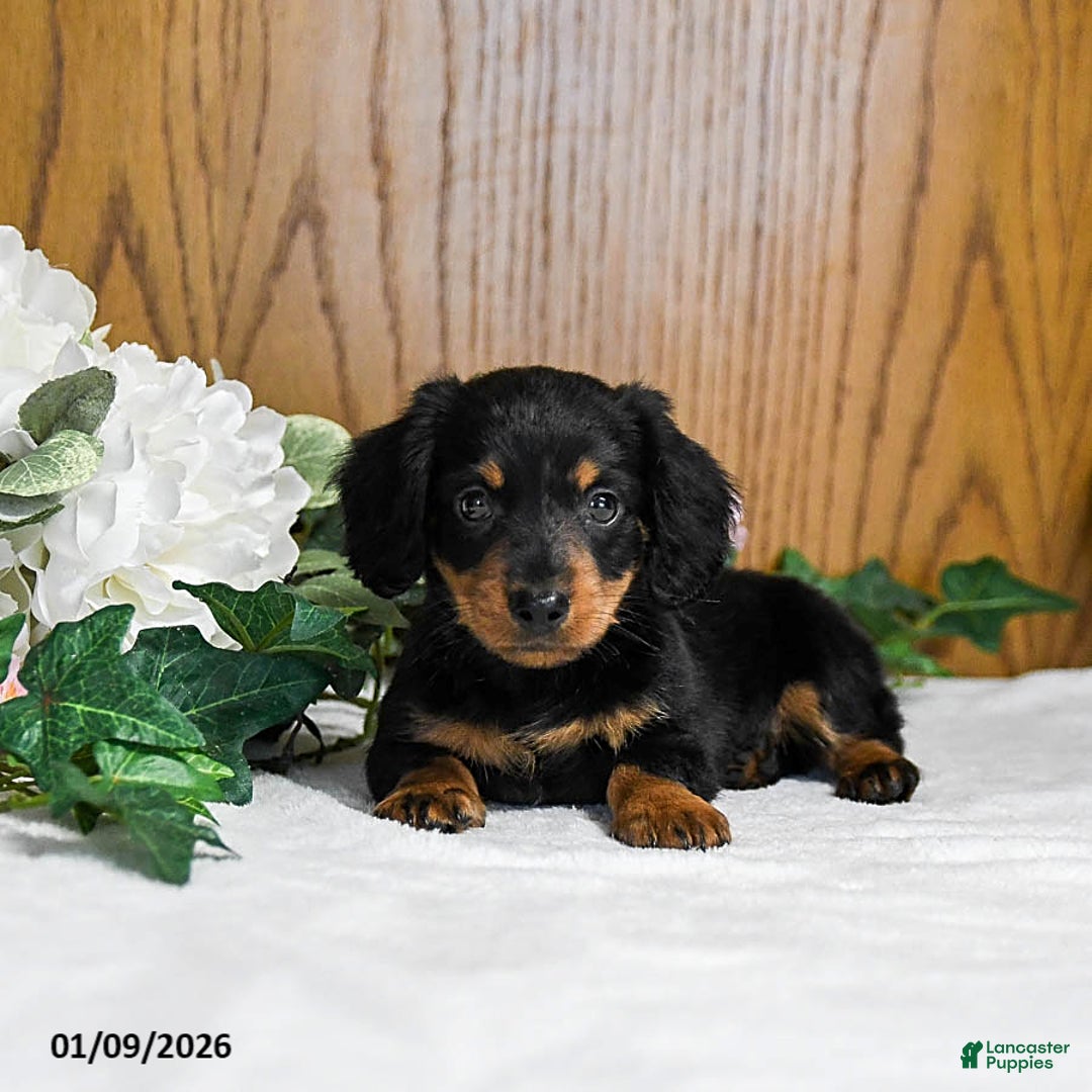 Miniature Dachshund dogs for sale: Larson - Ad 2