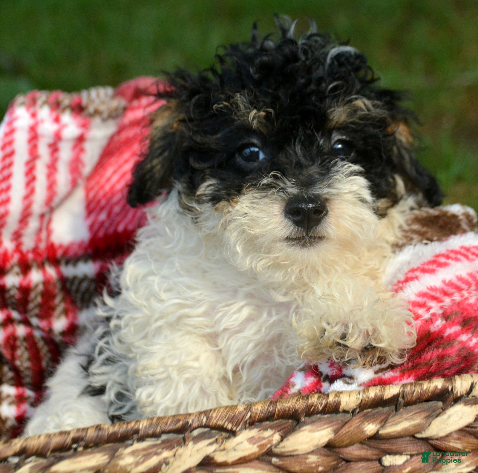 Bernedoodle dogs for sale: Betty Bernedoodle 4 - Ad 4