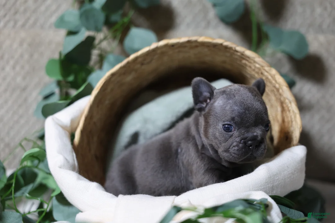 French Bulldog dogs for sale: Drake - Ad 4