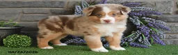 Australian Shepherd dogs for sale: Lilac - Ad 3