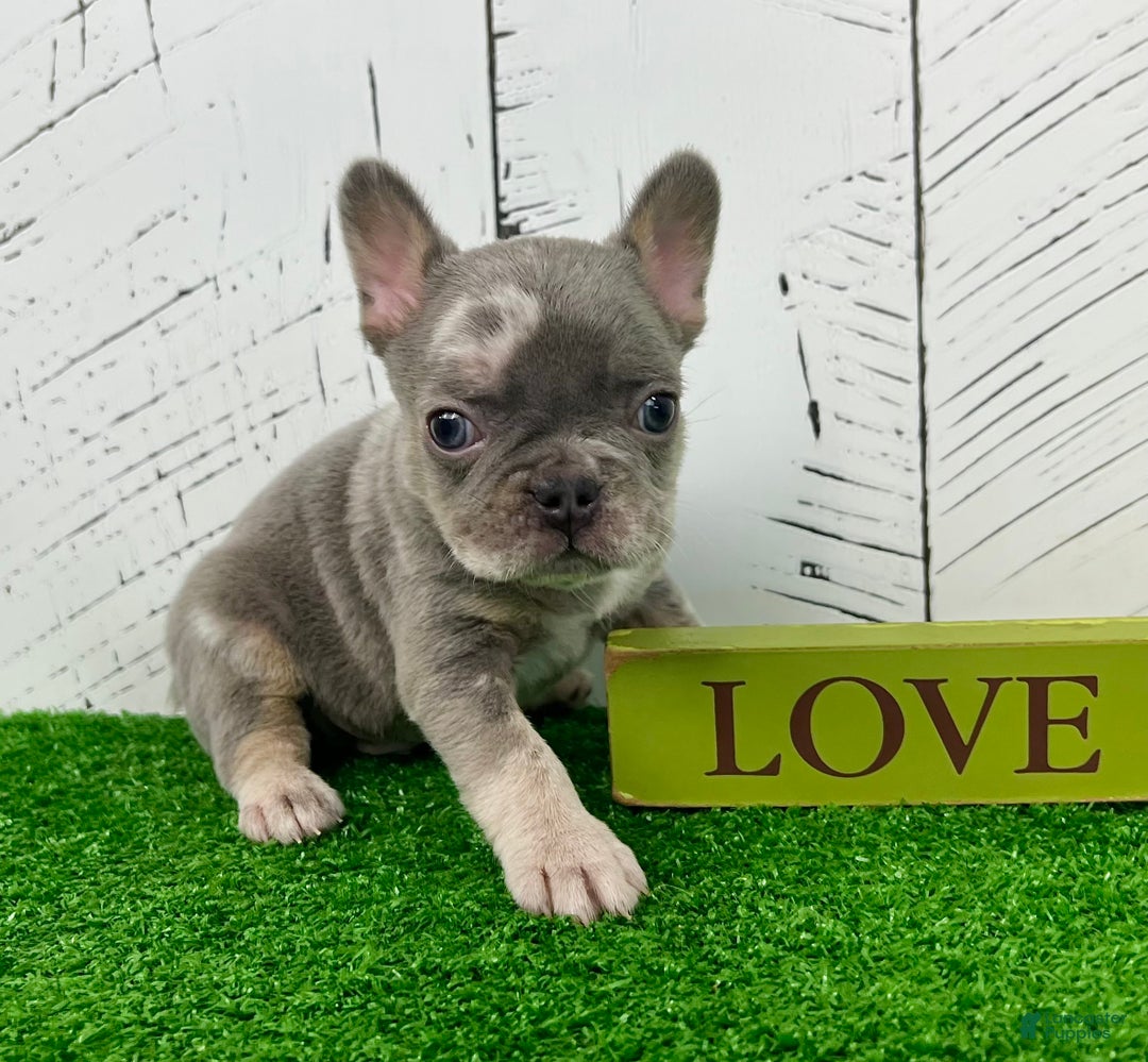 French Bulldog dogs for sale: Captain - Ad 1