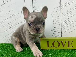 French Bulldog dogs Captain - Ad 5