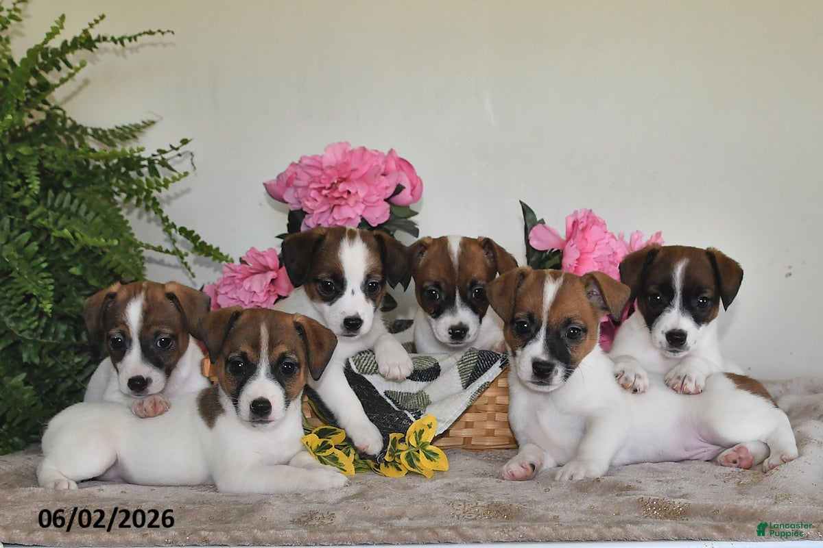 Jack Russell Terrier dogs for sale: Lilly - Ad 5