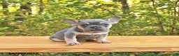 French Bulldog dogs for sale: Ari - Ad 2