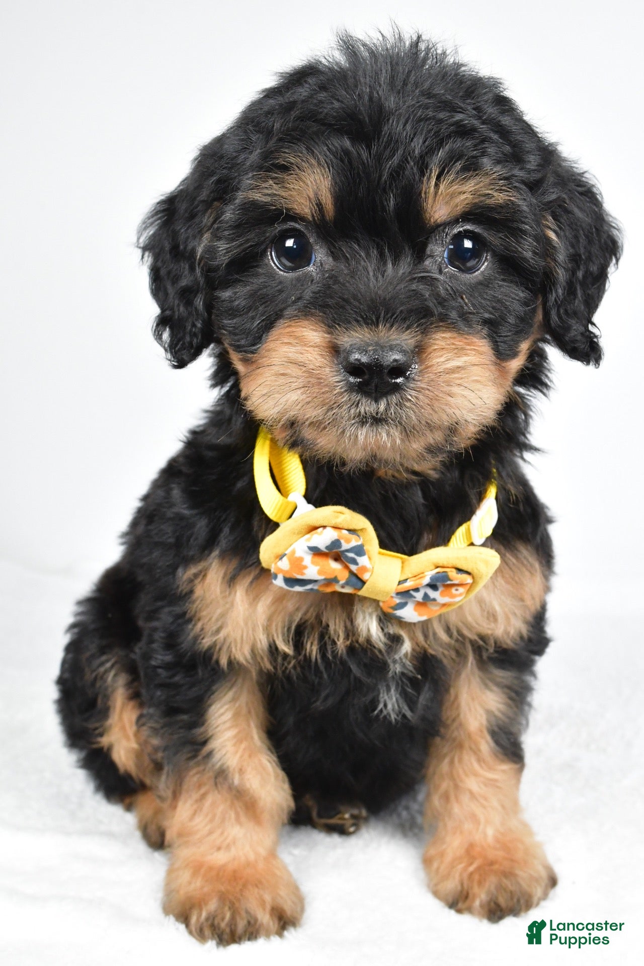 Mixed Breed dogs Tyson - Ad 1