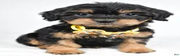 Mixed Breed dogs for sale: Tyson - Ad 1