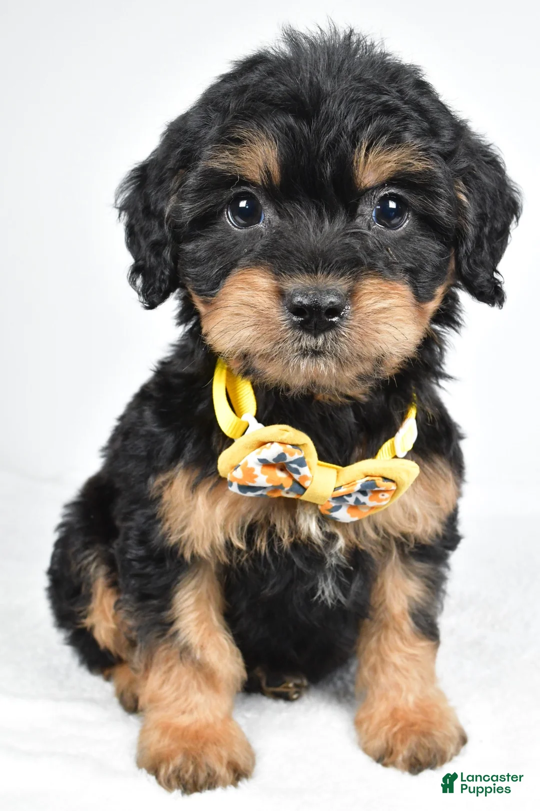Mixed Breed dogs for sale: Tyson - Ad 1