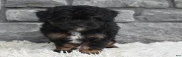 Mini Aussiedoodle dogs for sale: Charlie  - Ad 5