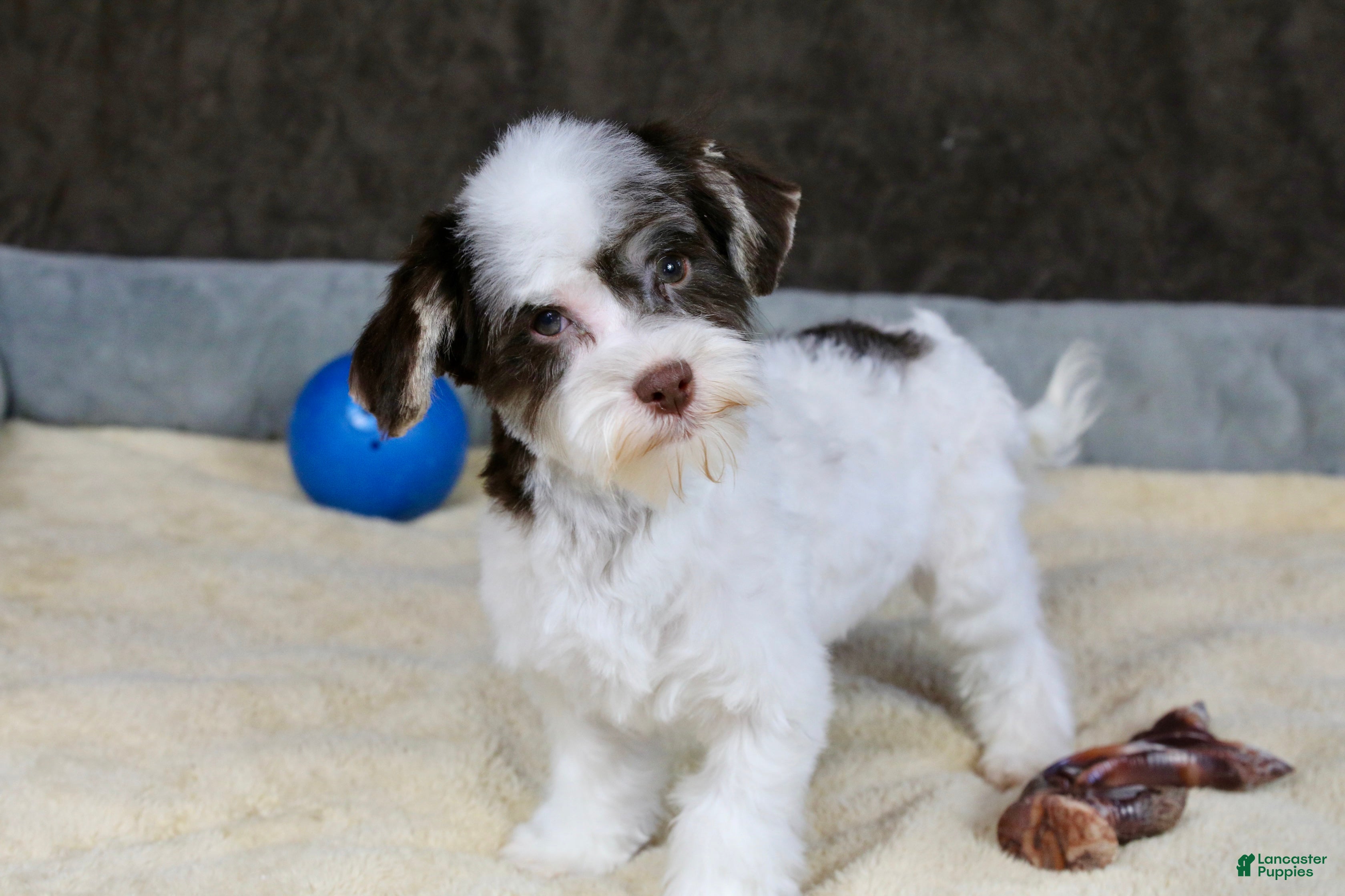 Havanese dogs Fruitcake - Ad 9