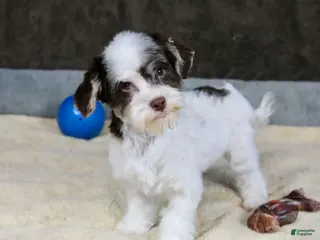 Havanese dogs Fruitcake - Ad 9