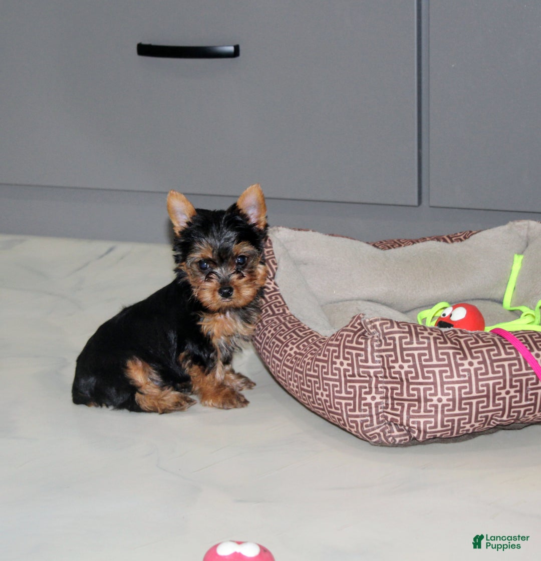 Yorkshire Terrier dogs for sale: Rocket - Ad 1