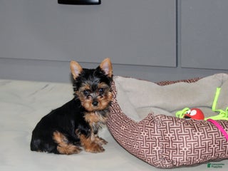 Yorkshire Terrier dogs Rocket - Ad 34
