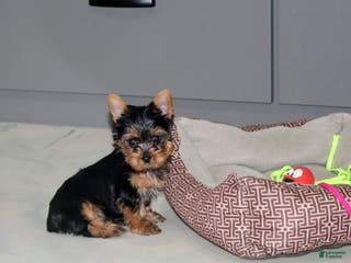 Yorkshire Terrier dogs Rocket - Ad 33