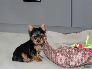Yorkshire Terrier dogs Rocket - Ad 36