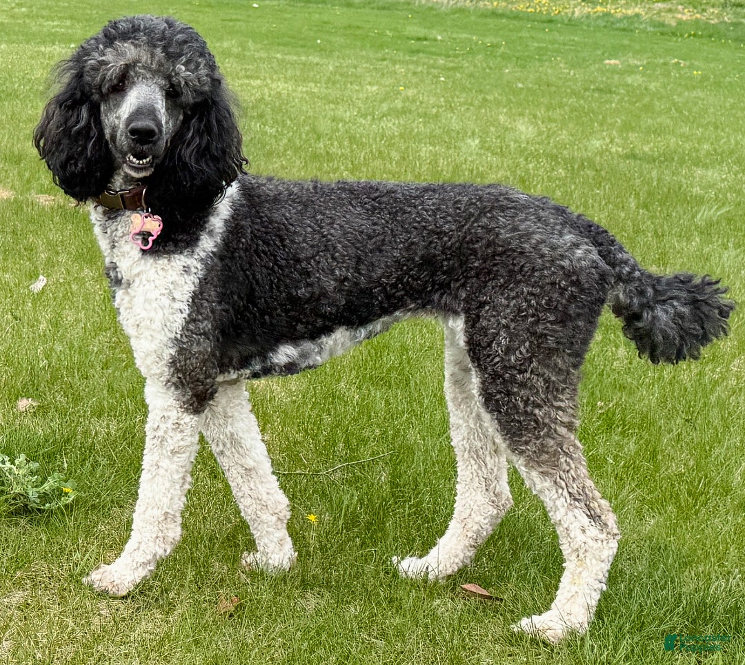 Standard Poodle dogs for sale: Josie (IN HEAT) - Ad 2