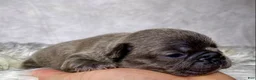 Frenchton dogs for sale: Miss Annie  - Ad 4
