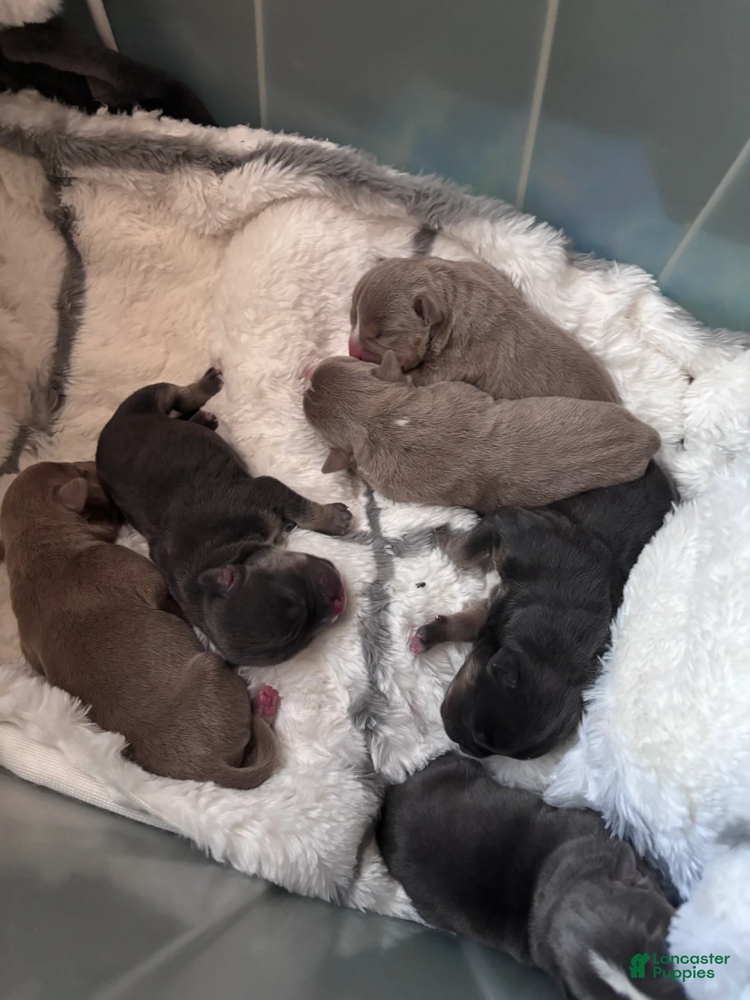 American Bully dogs for sale: American Bully Puppy 7 - Ad 6