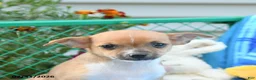 Mixed Breed dogs for sale: Tootsie - Ad 5