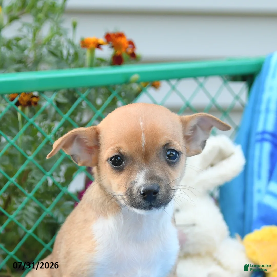 Mixed Breed dogs for sale: Tootsie - Ad 5