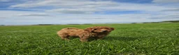Mini Goldendoodle dogs for sale: Brady - Ad 8