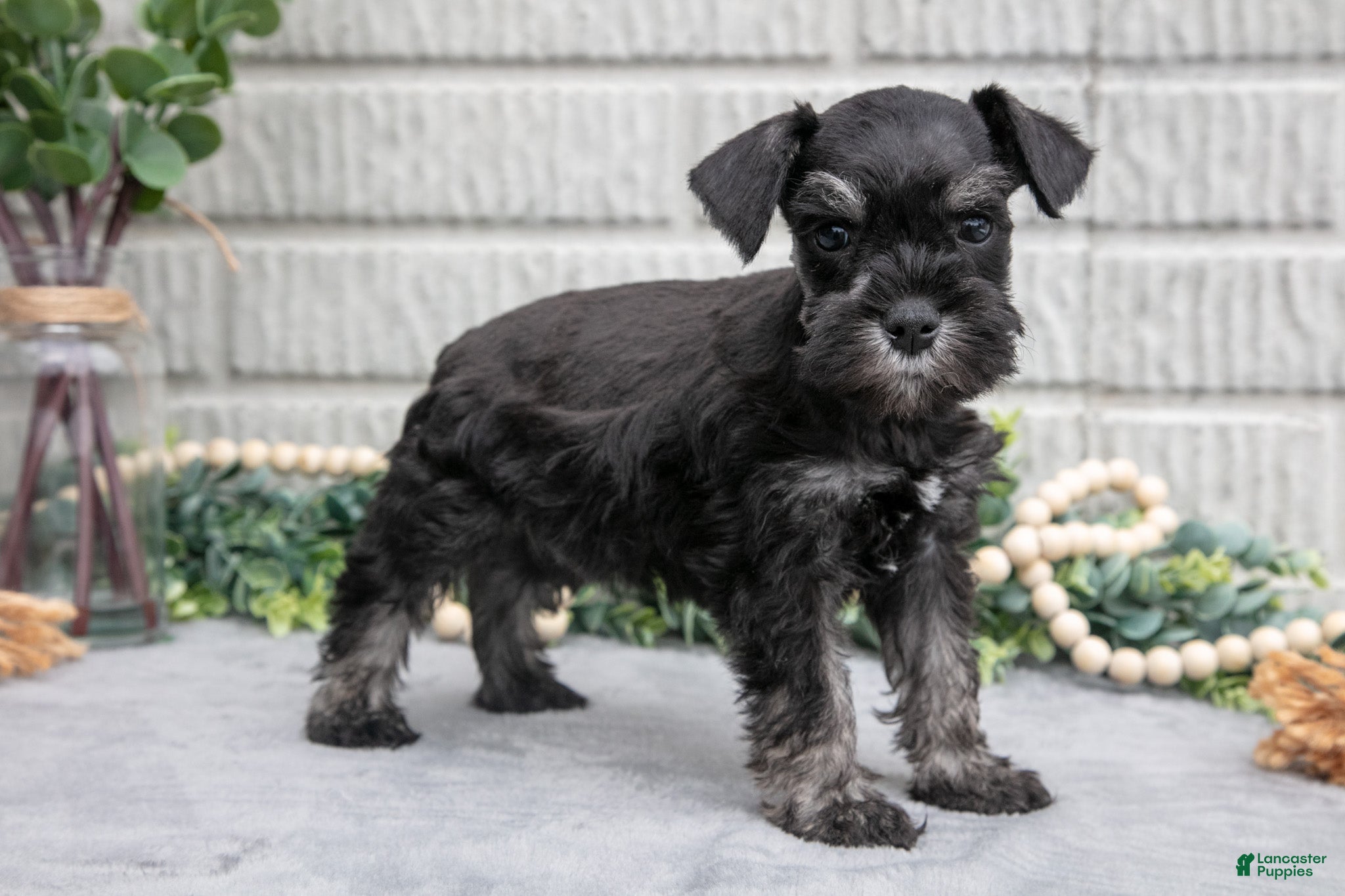 Miniature Schnauzer dogs Fern - Ad 2