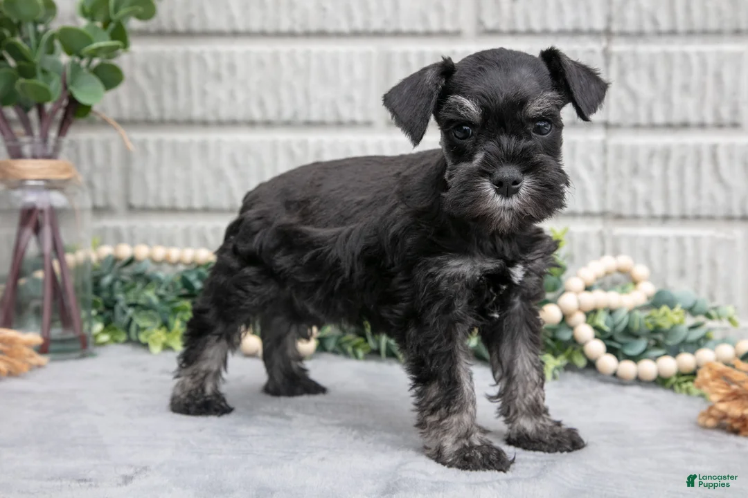 Miniature Schnauzer dogs for sale: Fern - Ad 2