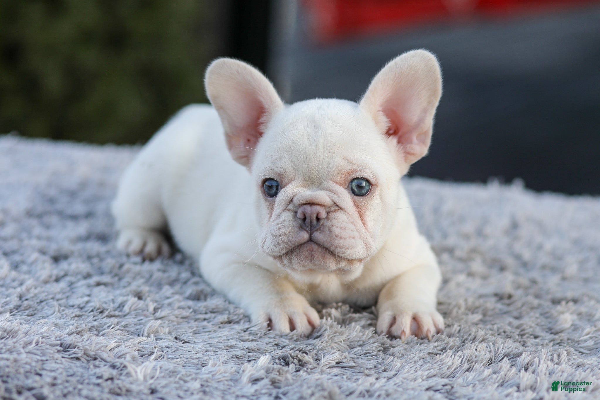 French Bulldog dogs Drake - Ad 1
