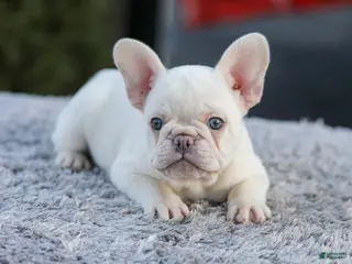 French Bulldog dogs for sale: Drake - Ad 1