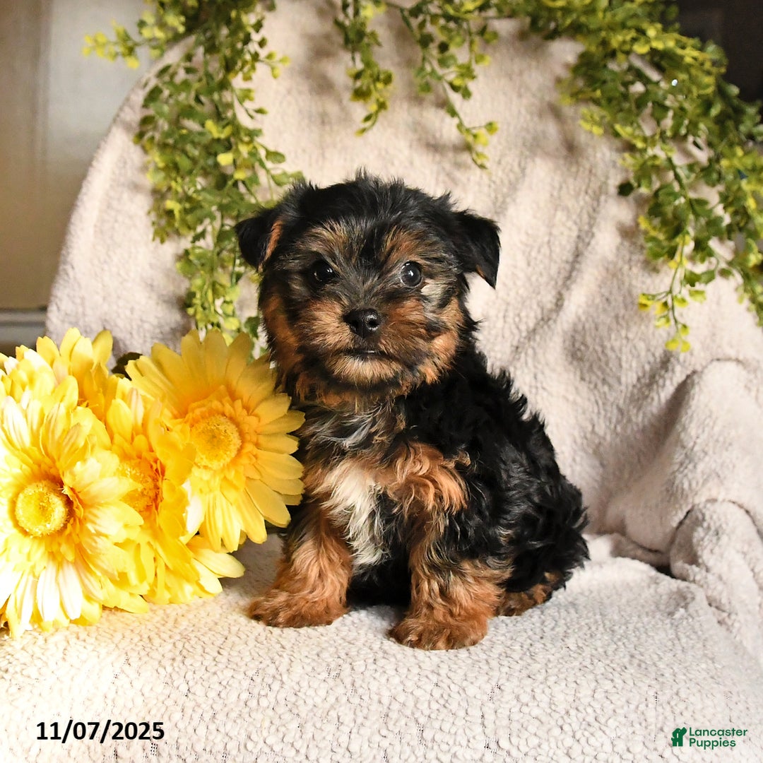 Yorkshire Terrier dogs for sale: Benji - Ad 1