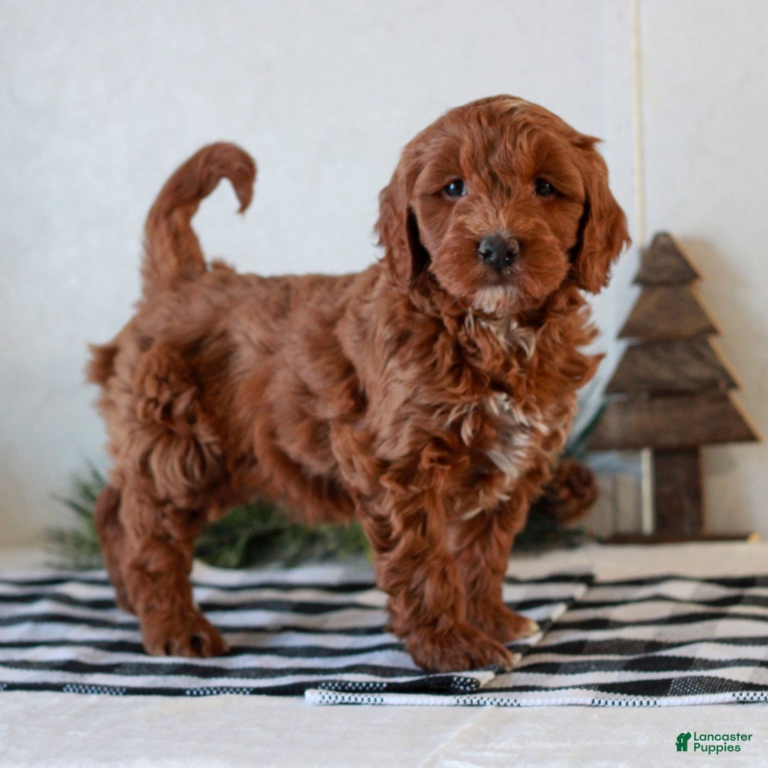 Mini Goldendoodle dogs for sale: Gracie  - Ad 1