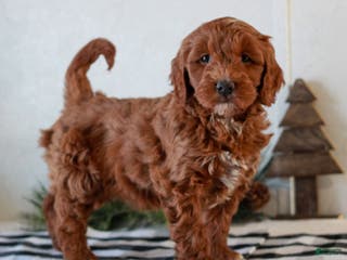 Mini Goldendoodle dogs Gracie - Ad 6