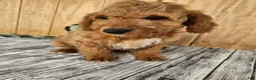 Mini Goldendoodle dogs for sale: Ace - Ad 12