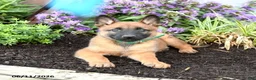 Belgian Malinois dogs for sale: Zara - Ad 3