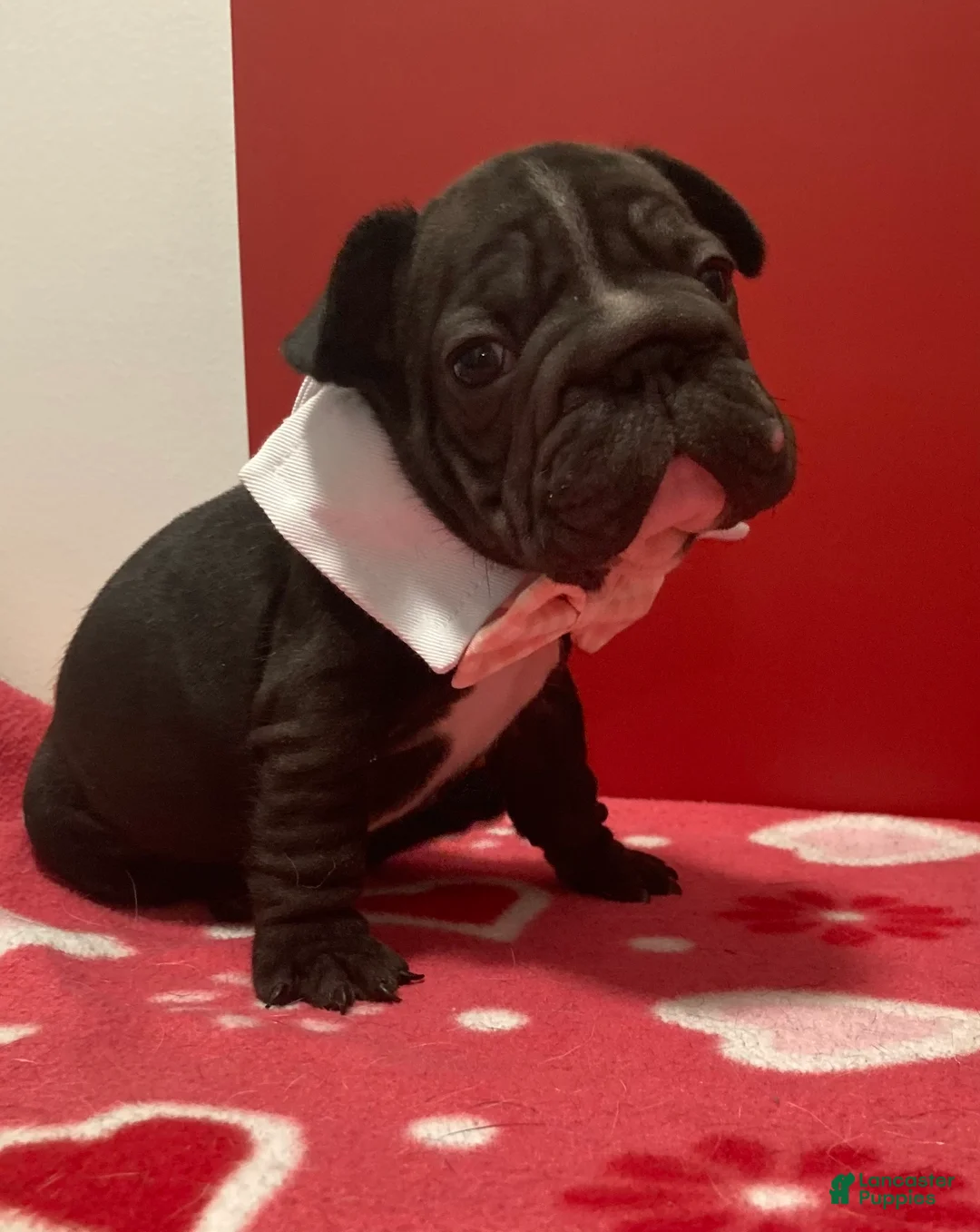 French Bulldog dogs for sale: Junior  - Ad 7
