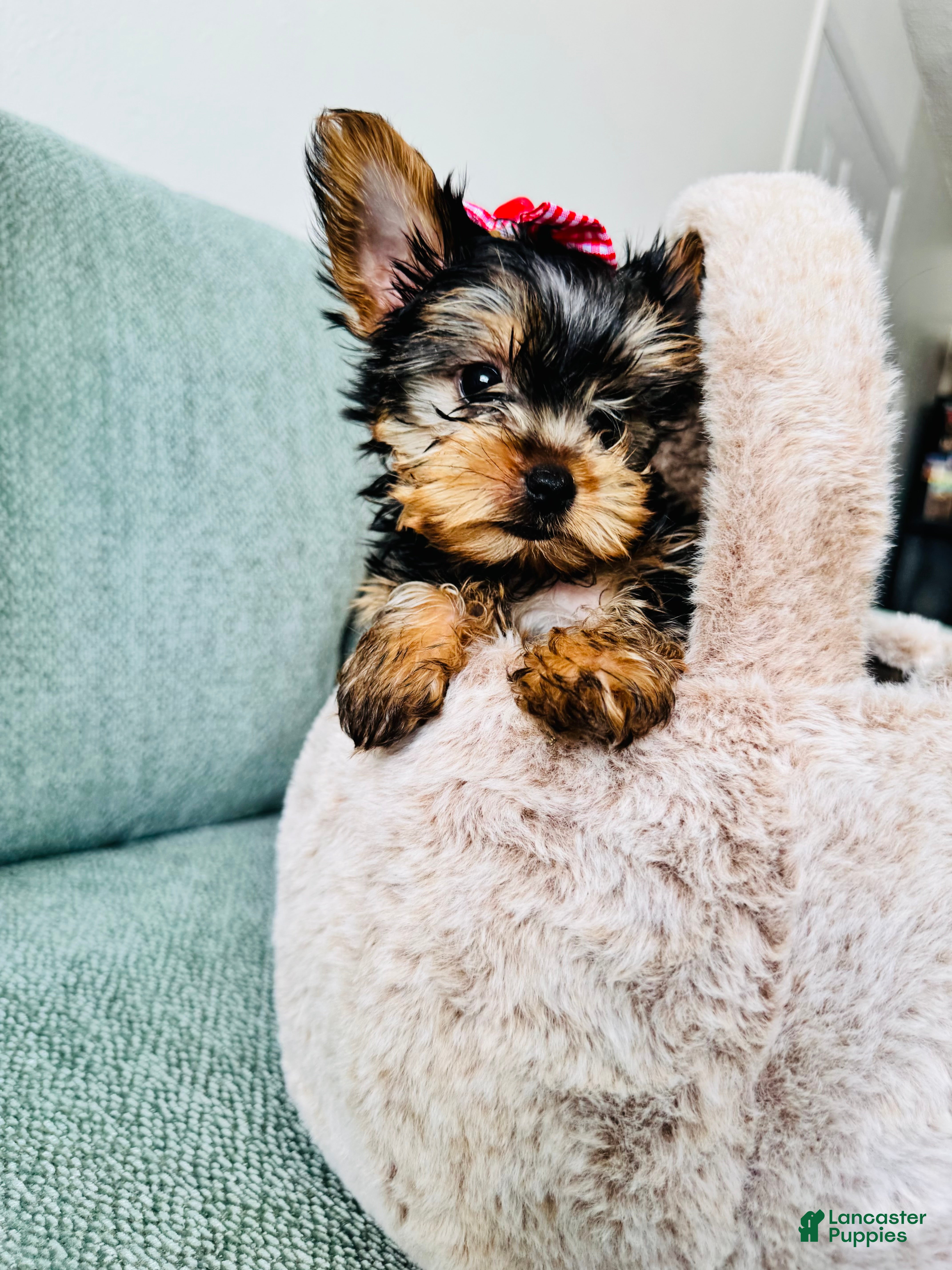 Yorkshire Terrier dogs Yorkshire Terrier Puppy 2 - Ad 1