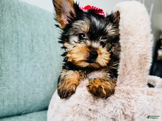 Yorkshire Terrier dogs for sale: Yorkshire Terrier Puppy 2 - Ad 2