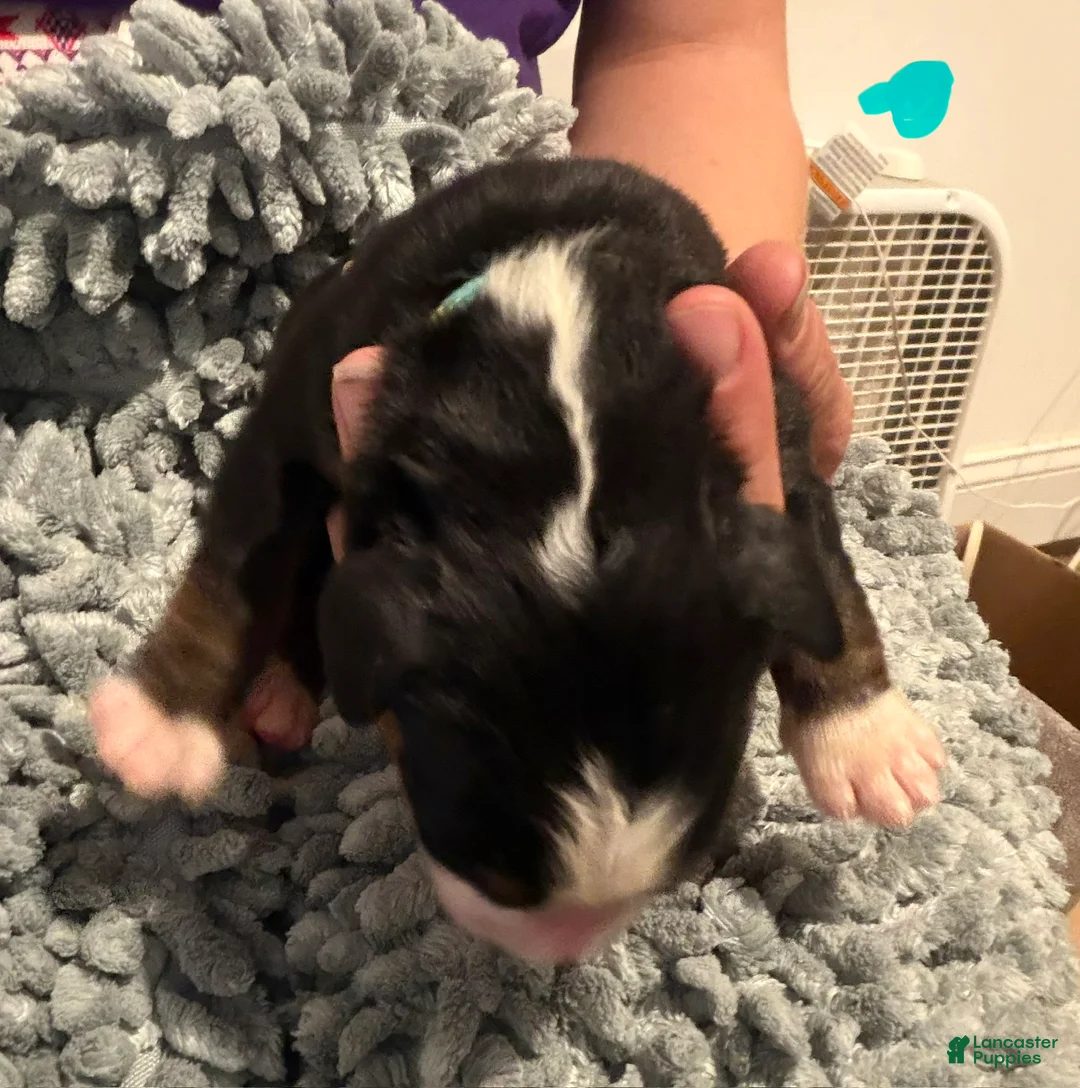 Bernese Mountain Dog dogs for sale: Teal - Ad 2