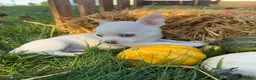 Chihuahua dogs for sale: Asher - Ad 4