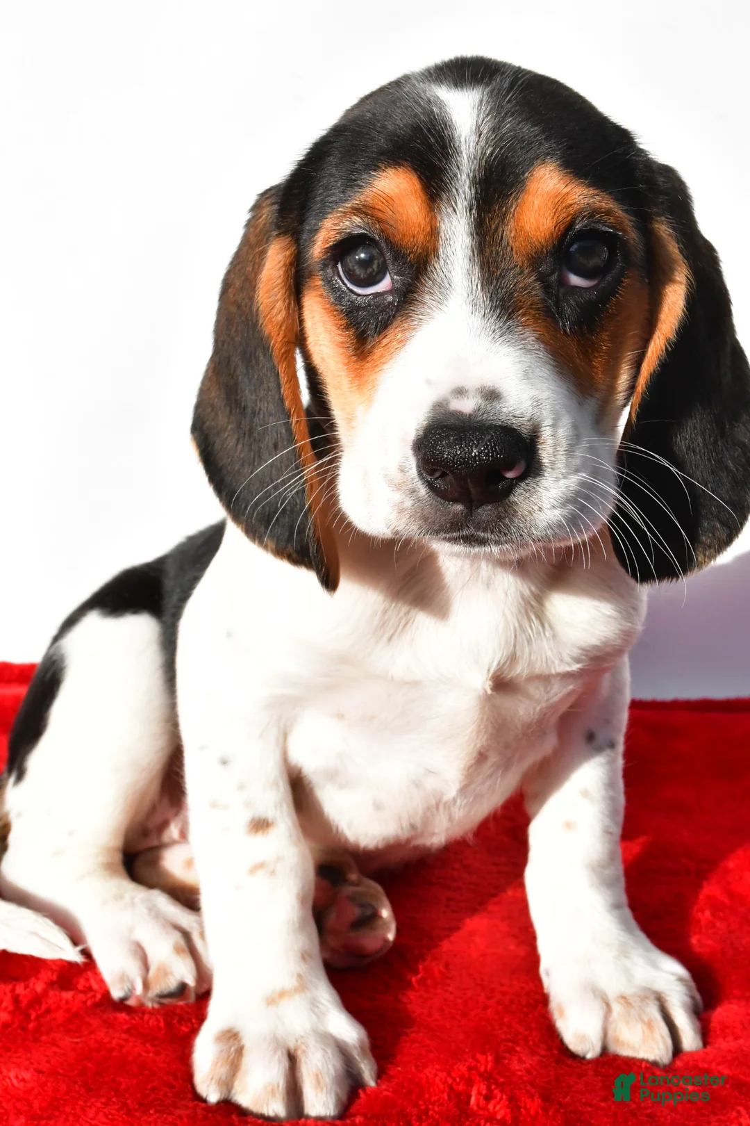 Beagle dogs for sale: Marie - Ad 2
