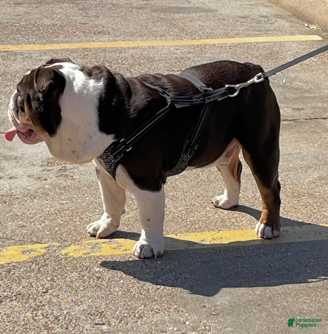 English Bulldog dogs for stud: Rolo Stud available  - Ad 5
