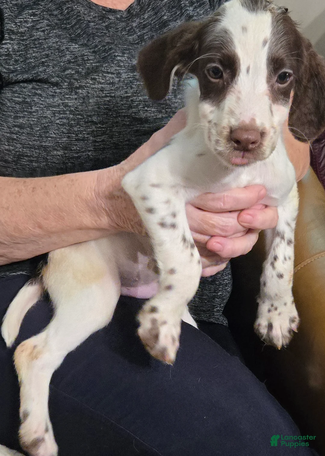 English Springer Spaniel dogs for sale: Colt - Ad 1