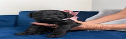 Goldendoodle dogs for sale: Nova - Pink Bow Girl - Ad 1