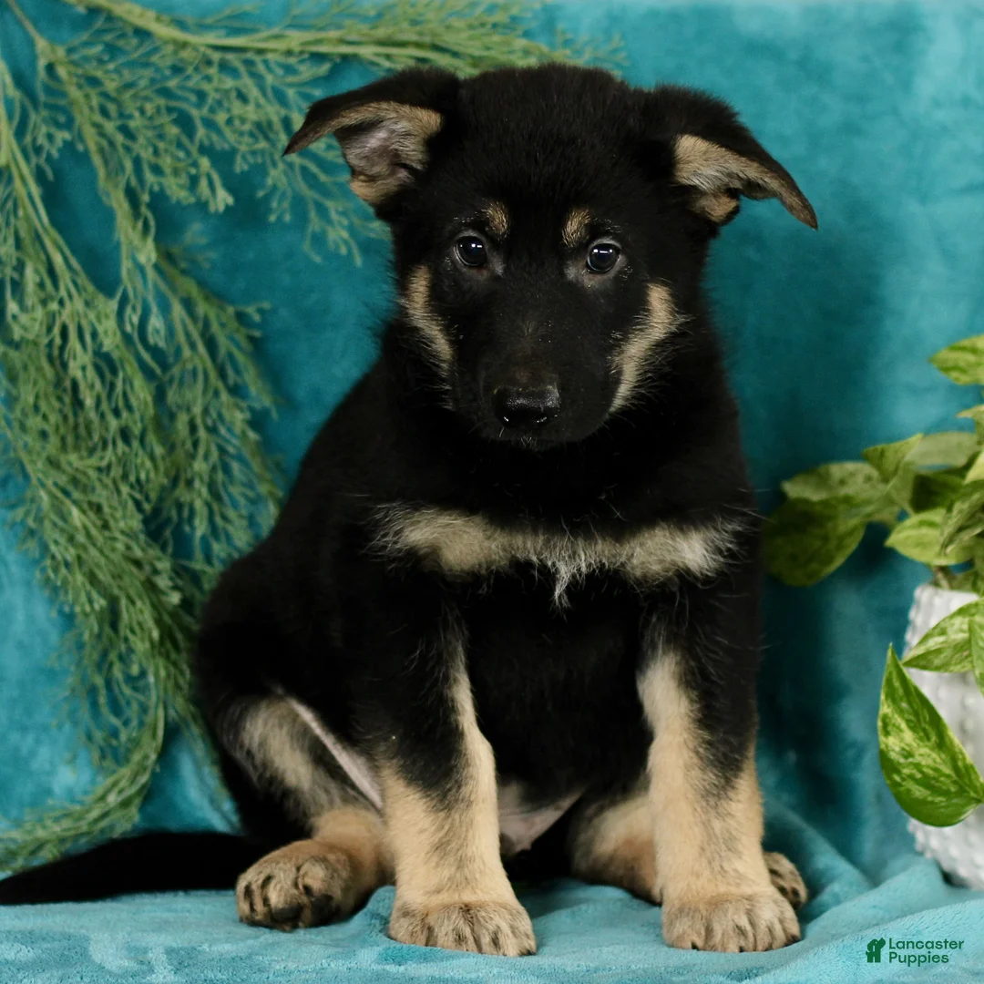German Shepherd dogs for sale: Tanner  - Ad 2