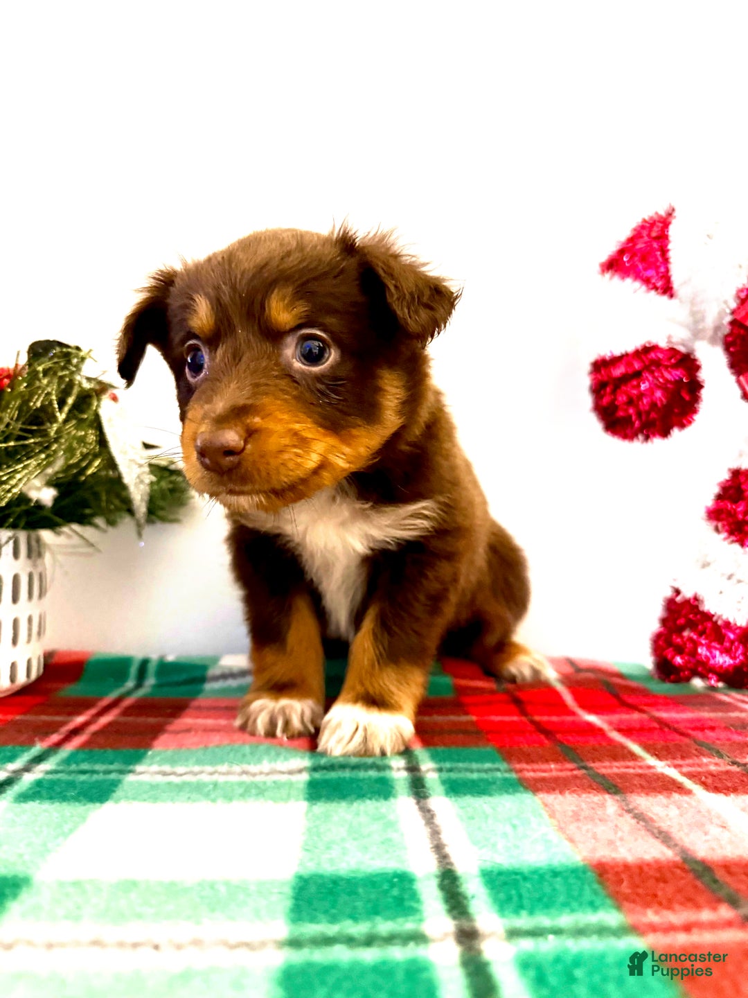 Australian Shepherd dogs for sale: Australian Shepherd Puppy 2 --- Abu  - Ad 1