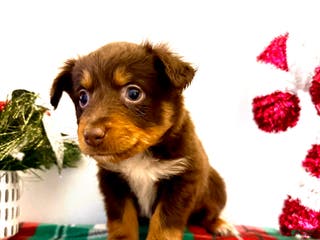 Australian Shepherd dogs Australian Shepherd Puppy 2 --- Abu - Ad 26