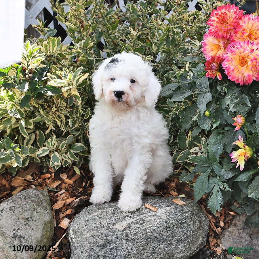 Mini Bernedoodle dogs Apple - Ad 2