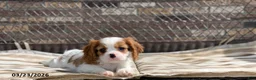 Cavalier King Charles Spaniel dogs for sale: Max - Ad 7