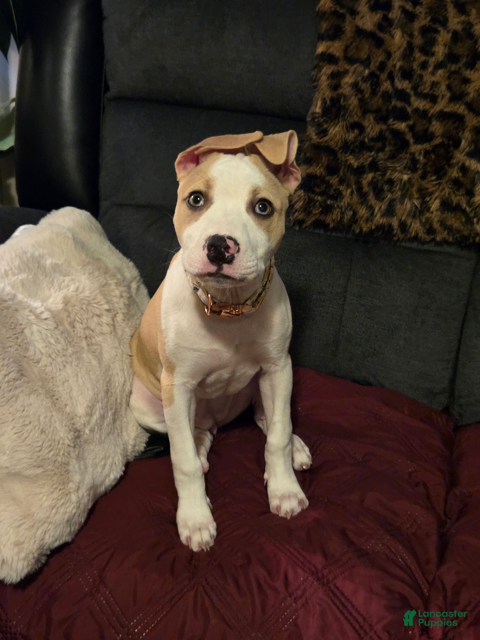 American Pit Bull Terrier dogs American Pit Bull Terrier 1 - Ad 1