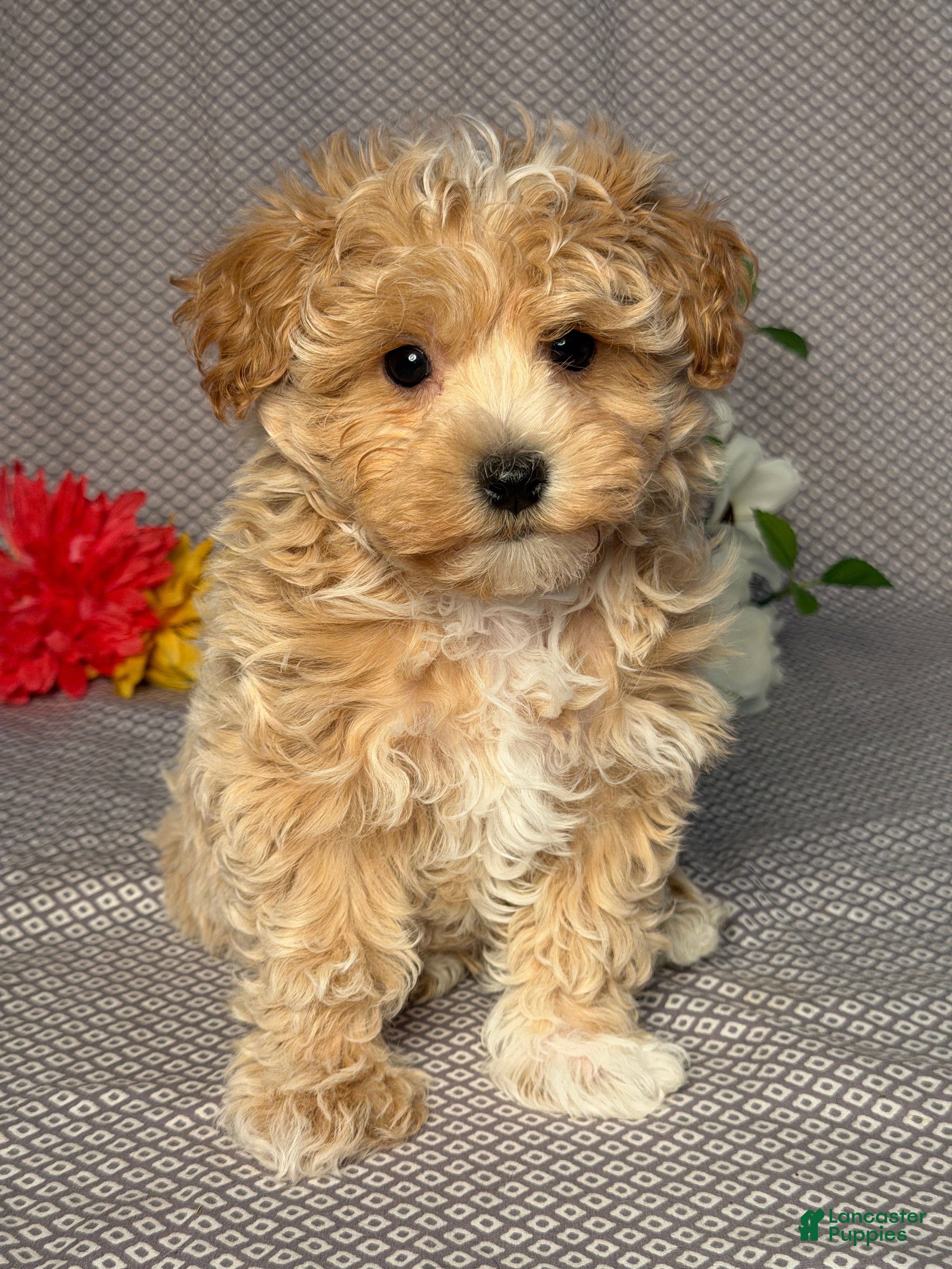 Maltipoo dogs Alex - Ad 1
